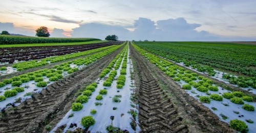 Horticulture Development Projects